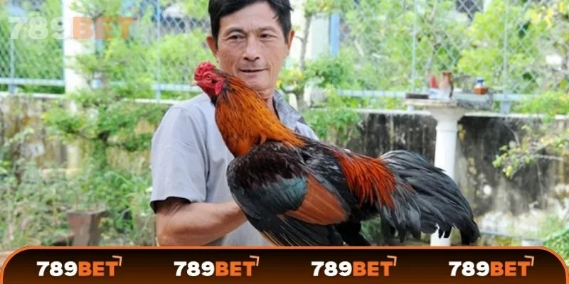 Đặc điểm mỏ gà chọi hay